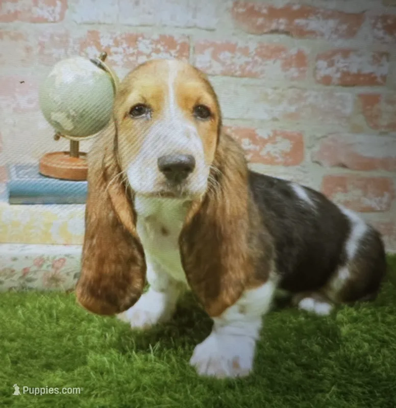 maggie – Basset Hound puppy for sale in Donnellson, IA
