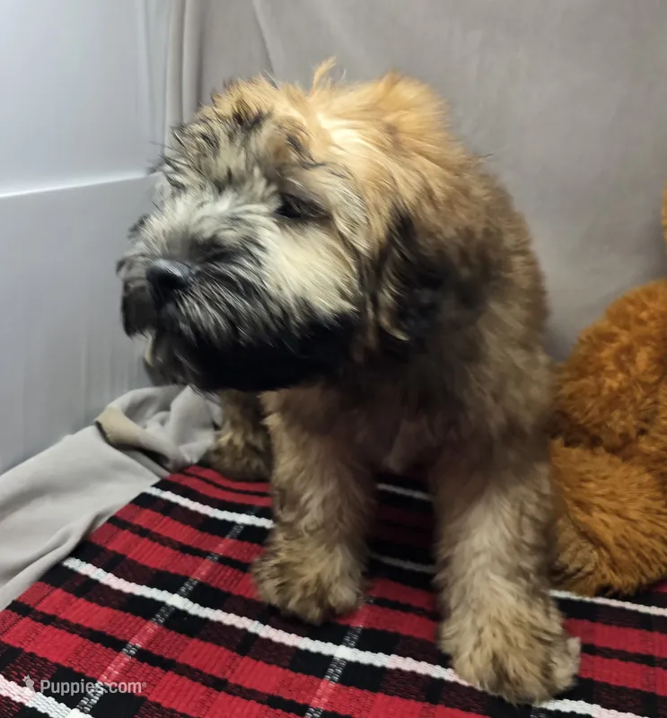 sophie – Soft Coated Wheaten Terrier puppy for sale in Donnellson, IA