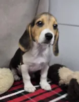 roger, a male Beagle for sale in Donnellson, IA – 4 of 4