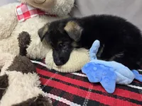 sherman, a male German Shepherd Dog for sale in Donnellson, IA – 2 of 4