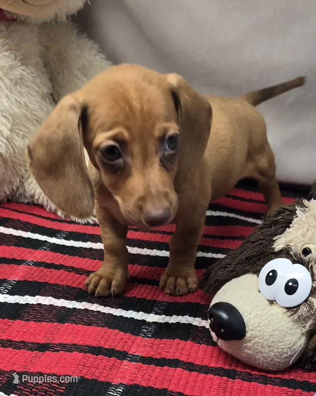 angel – Dachshund puppy for sale in Donnellson, IA