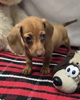 angel, a female Dachshund for sale in Donnellson, IA – 1 of 4