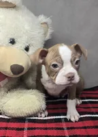 processed/03c23cfd-7357-4450-a9f0-8e1e43f6b93c/listing/b4b3f2cf-a5eb-417a-b2fa-c15f3ef9ef0f/2488cd30-80da-49da-9fe6-5215fa8c6423