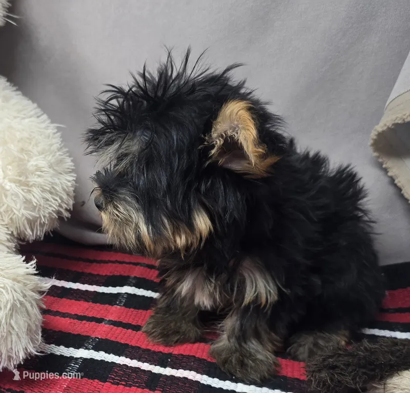 roscoe – Silky Terrier puppy for sale in Donnellson, IA
