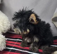 roscoe, a male Silky Terrier for sale in Donnellson, IA – 4 of 4