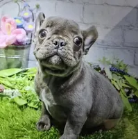 brassie, a female French Bulldog for sale in Donnellson, IA – 2 of 7