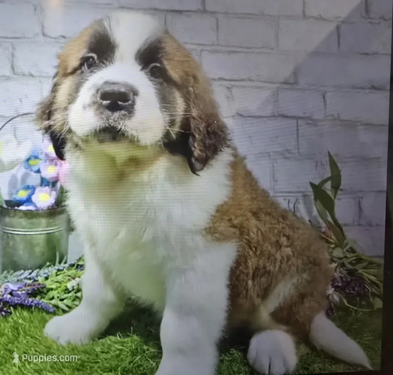 prince – Saint Bernard puppy for sale in Donnellson, IA