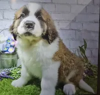 prince, a male Saint Bernard for sale in Donnellson, IA – 1 of 1