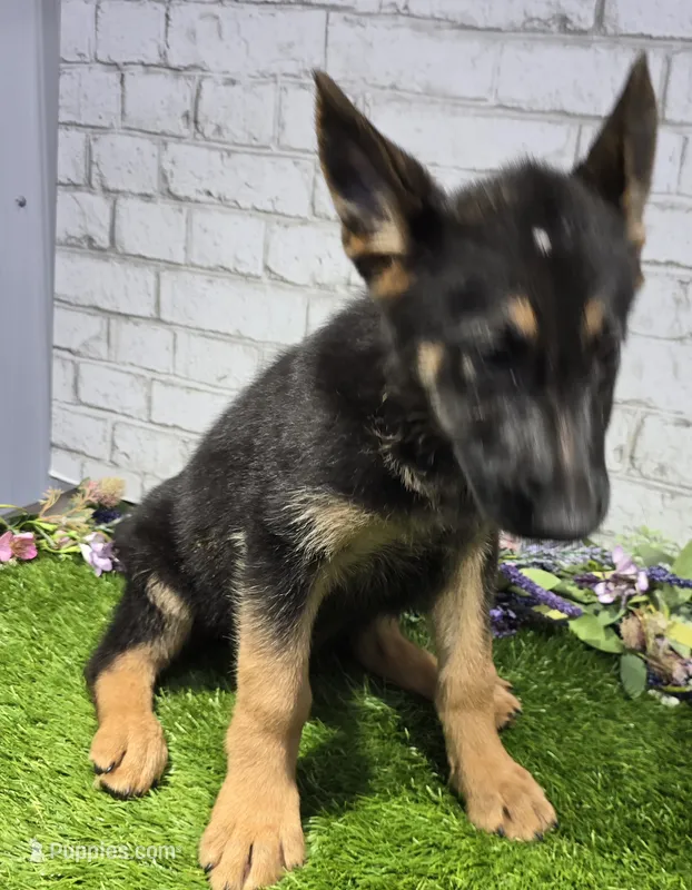 preppy – German Shepherd Dog puppy for sale in Donnellson, IA