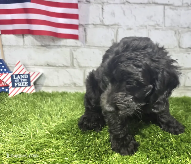 max – Miniature Goldendoodle puppy for sale in Donnellson, IA