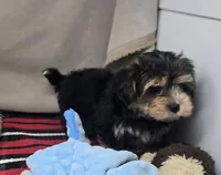 ben, a male Morkie for sale in Donnellson, IA – 2 of 6