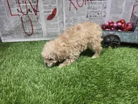 bitsy, a female Poodle - Toy  for sale in Donnellson, IA – Photo 3 of 3