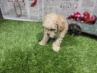 bitsy, a female Poodle - Toy  for sale in Donnellson, IA – Photo 1 of 3