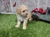 bitsy, a female Poodle - Toy  for sale in Donnellson, IA – Photo 2 of 3