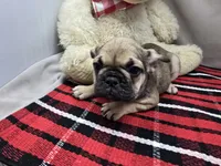 tracy, a female French Bulldog for sale in Donnellson, IA – 4 of 6