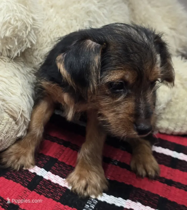giselle – Yorkshire Terrier puppy for sale in Donnellson, IA