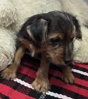 giselle, a female Yorkshire Terrier for sale in Donnellson, IA – 2 of 2