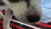 moss, a male Alaskan Klee Kai for sale in Donnellson, IA – 6 of 6