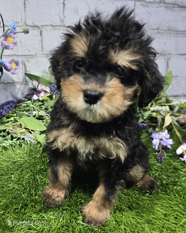 mary – Miniature Bernedoodle puppy for sale in Donnellson, IA