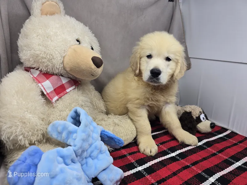 gander – Golden Retriever puppy for sale in Donnellson, IA