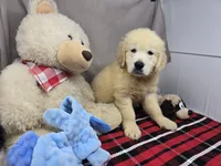 gander, a male Golden Retriever for sale in Donnellson, IA – 2 of 5