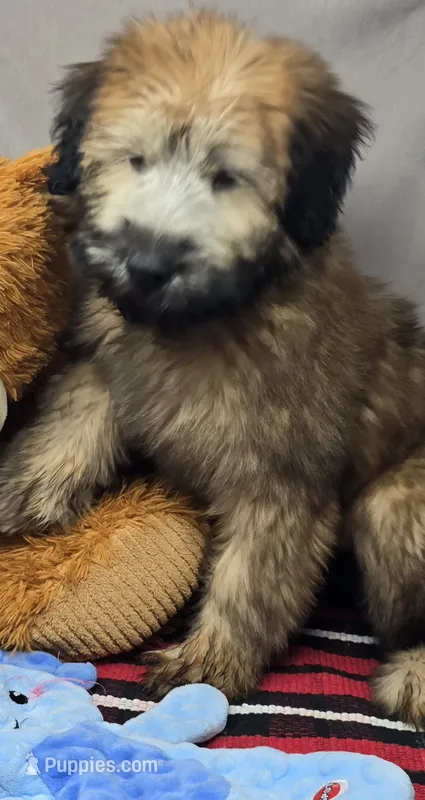 maggie – Soft Coated Wheaten Terrier puppy for sale in Donnellson, IA
