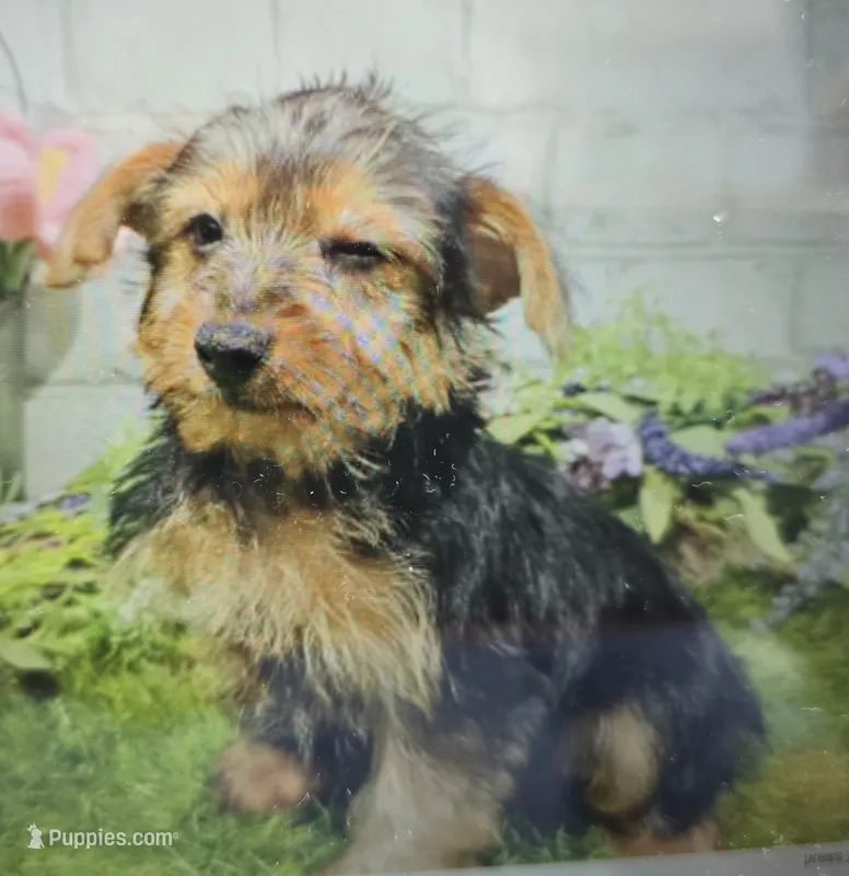 monty – Yorkshire Terrier puppy for sale in Donnellson, IA