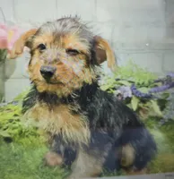 monty, a male Yorkshire Terrier for sale in Donnellson, IA – 1 of 1