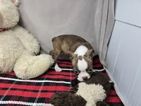 missi, a female Boston Terrier for sale in Donnellson, IA – 6 of 6