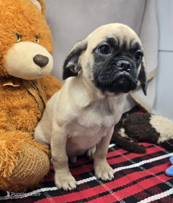max – Puggle puppy for sale in Donnellson, IA