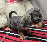 diamond, a female Dachshund for sale in Donnellson, IA – 2 of 6