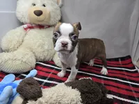 missi, a female Boston Terrier for sale in Donnellson, IA – 3 of 6