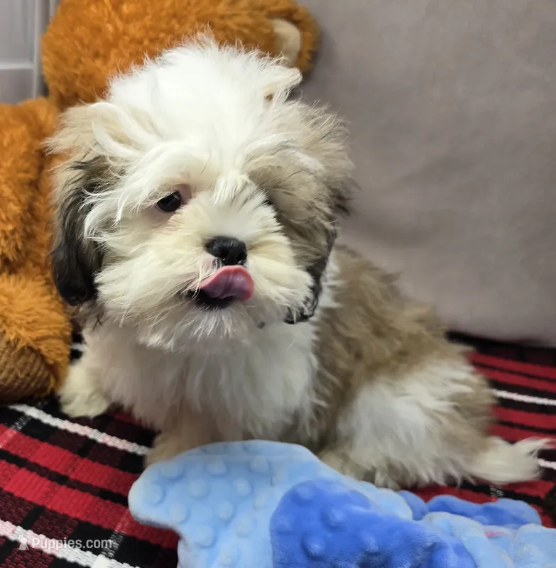 mike – Lhasa Apso puppy for sale in Donnellson, IA