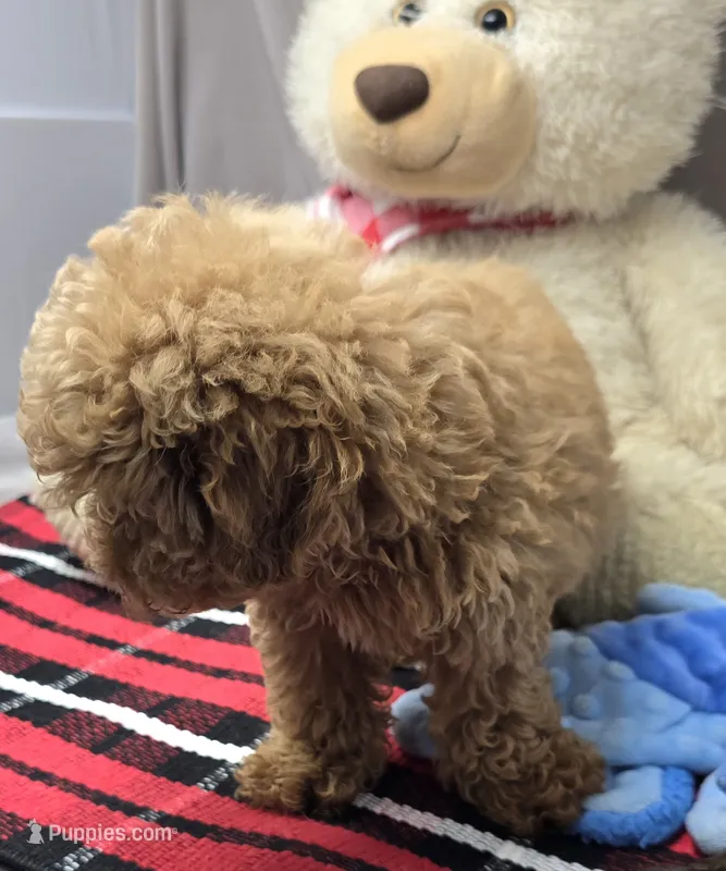 mercer – Poodle - Toy  puppy for sale in Donnellson, IA