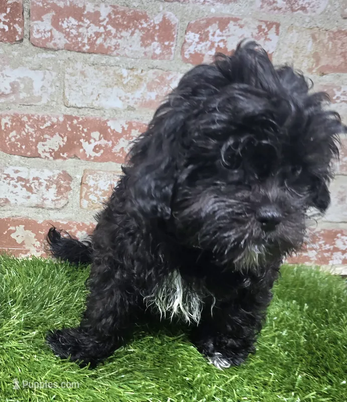 ricky – Shihpoo puppy for sale in Donnellson, IA