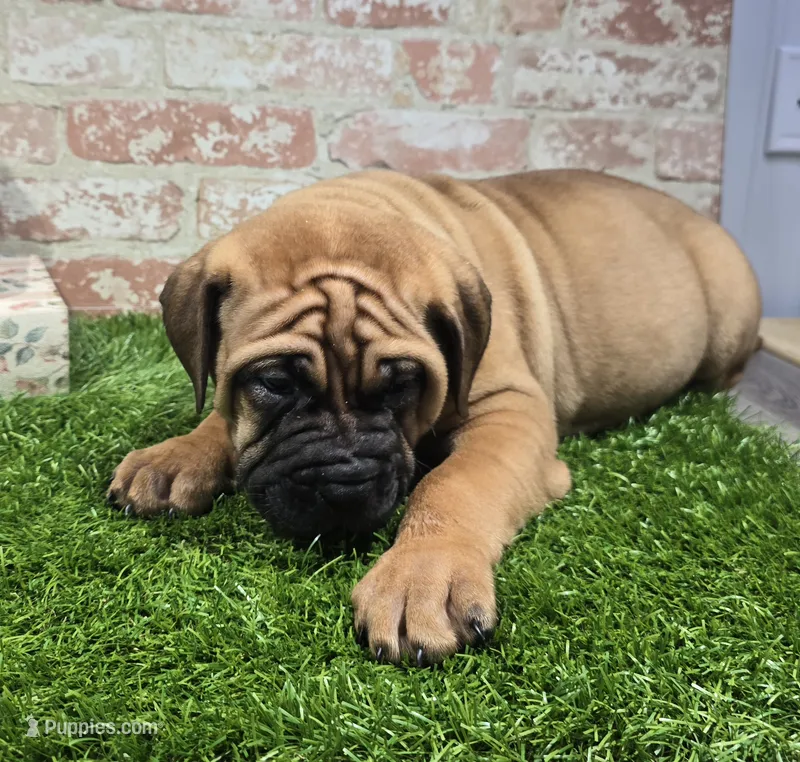 zeus – Bullmastiff puppy for sale in Donnellson, IA