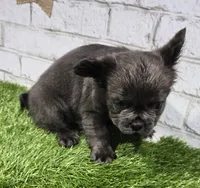 andrea, a male French Bulldog for sale in Donnellson, IA – Photo 3 of 5