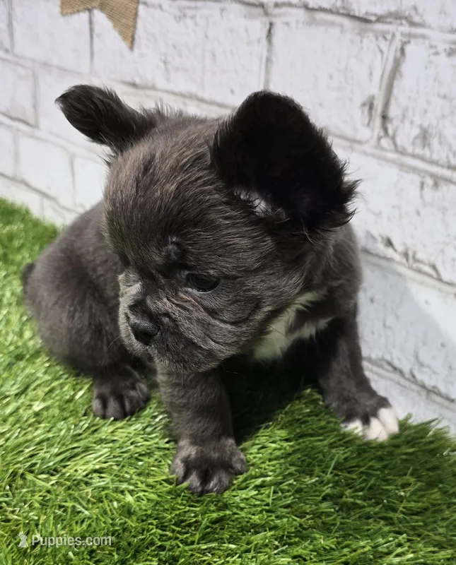 andrea, a male French Bulldog for sale in Donnellson, IA – Photo 1 of 5