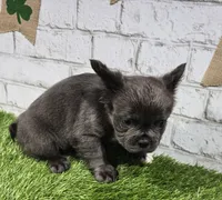 andrea, a male French Bulldog for sale in Donnellson, IA – Photo 4 of 5