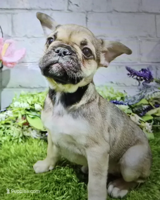 tracy – French Bulldog puppy for sale in Donnellson, IA