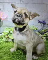 tracy, a female French Bulldog for sale in Donnellson, IA – 2 of 6