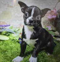 macie, a female Boston Terrier for sale in Donnellson, IA – 1 of 4