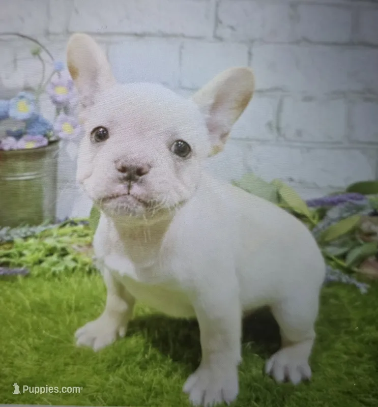 willy – French Bulldog puppy for sale in Donnellson, IA