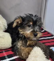 pauly, a male Yorkshire Terrier for sale in Donnellson, IA – 4 of 4