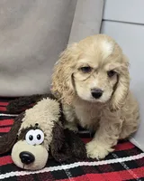 clayboy, a male Cocker Spaniel for sale in Donnellson, IA – 4 of 4
