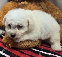 whisper, a female Maltese for sale in Donnellson, IA – 1 of 4