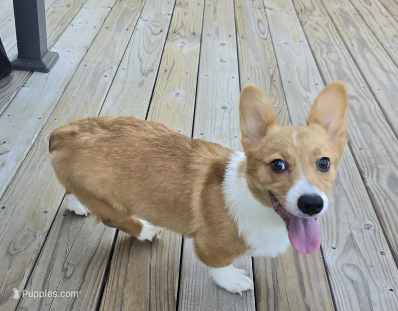 sadie – Pembroke Welsh Corgi puppy for sale in Donnellson, IA