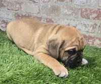 tracie, a female French Bulldog and Bullmastiff for sale in Donnellson, IA – Photo 5 of 5