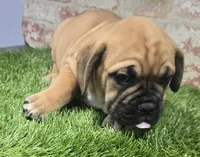 tracie, a female French Bulldog and Bullmastiff for sale in Donnellson, IA – Photo 3 of 5