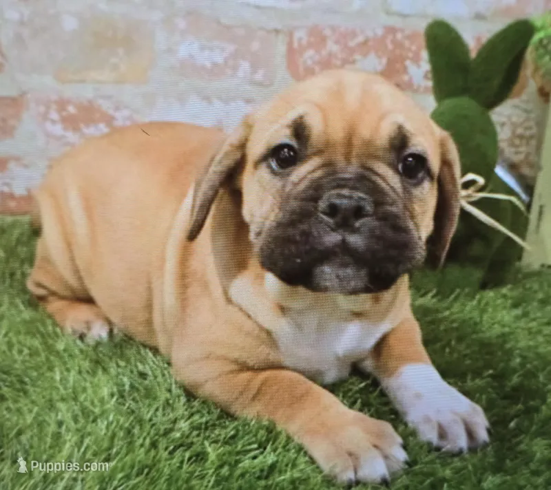 tracie – French Bulldog, Bullmastiff puppy for sale in Donnellson, IA